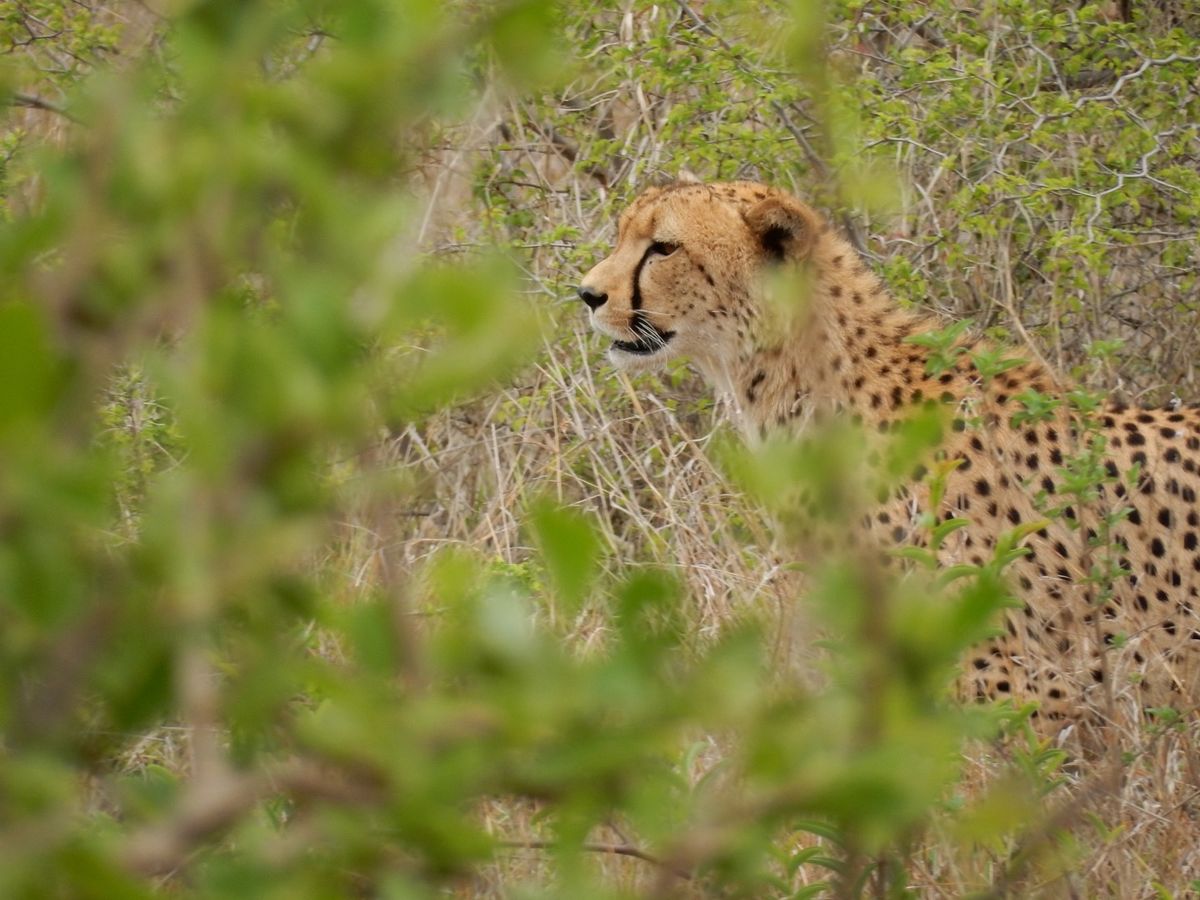 ヒョウ（レア）、チーター（レア）、キリン（もはやノラ猫レベル）、ワイルドド...