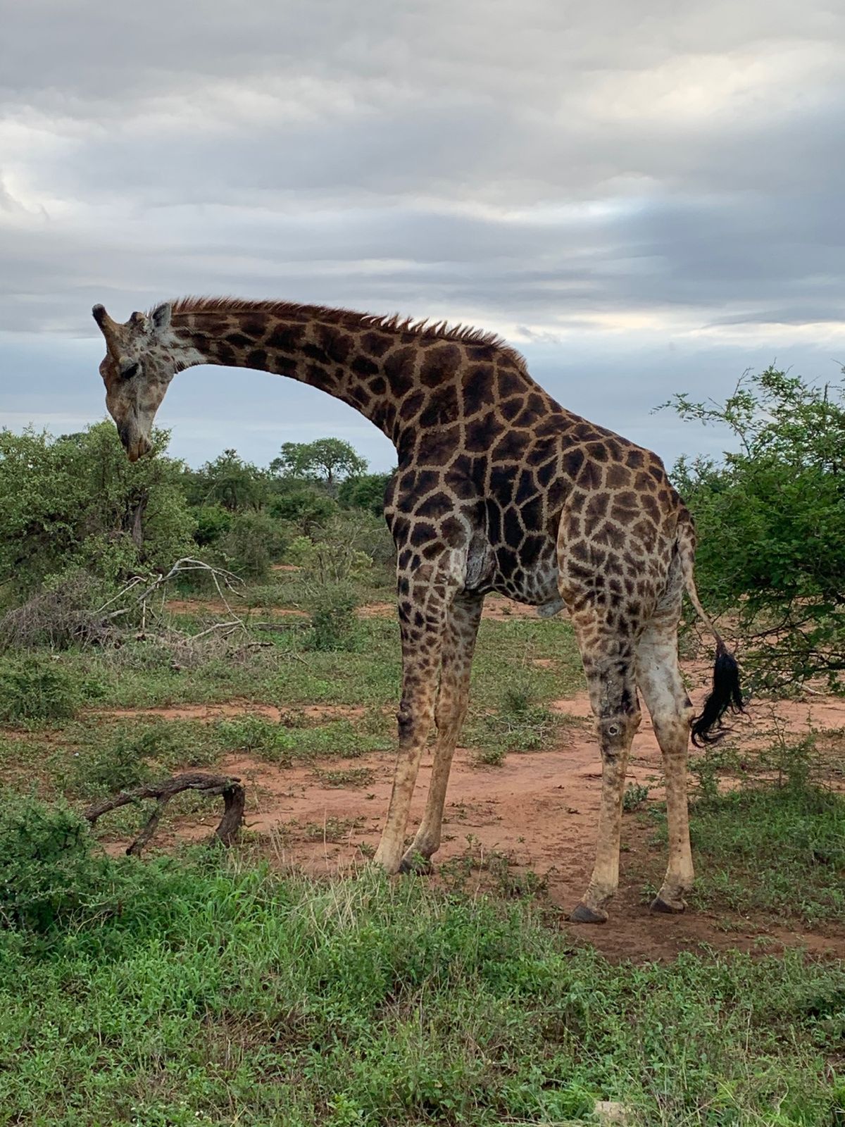 ヒョウ（レア）、チーター（レア）、キリン（もはやノラ猫レベル）、ワイルドド...