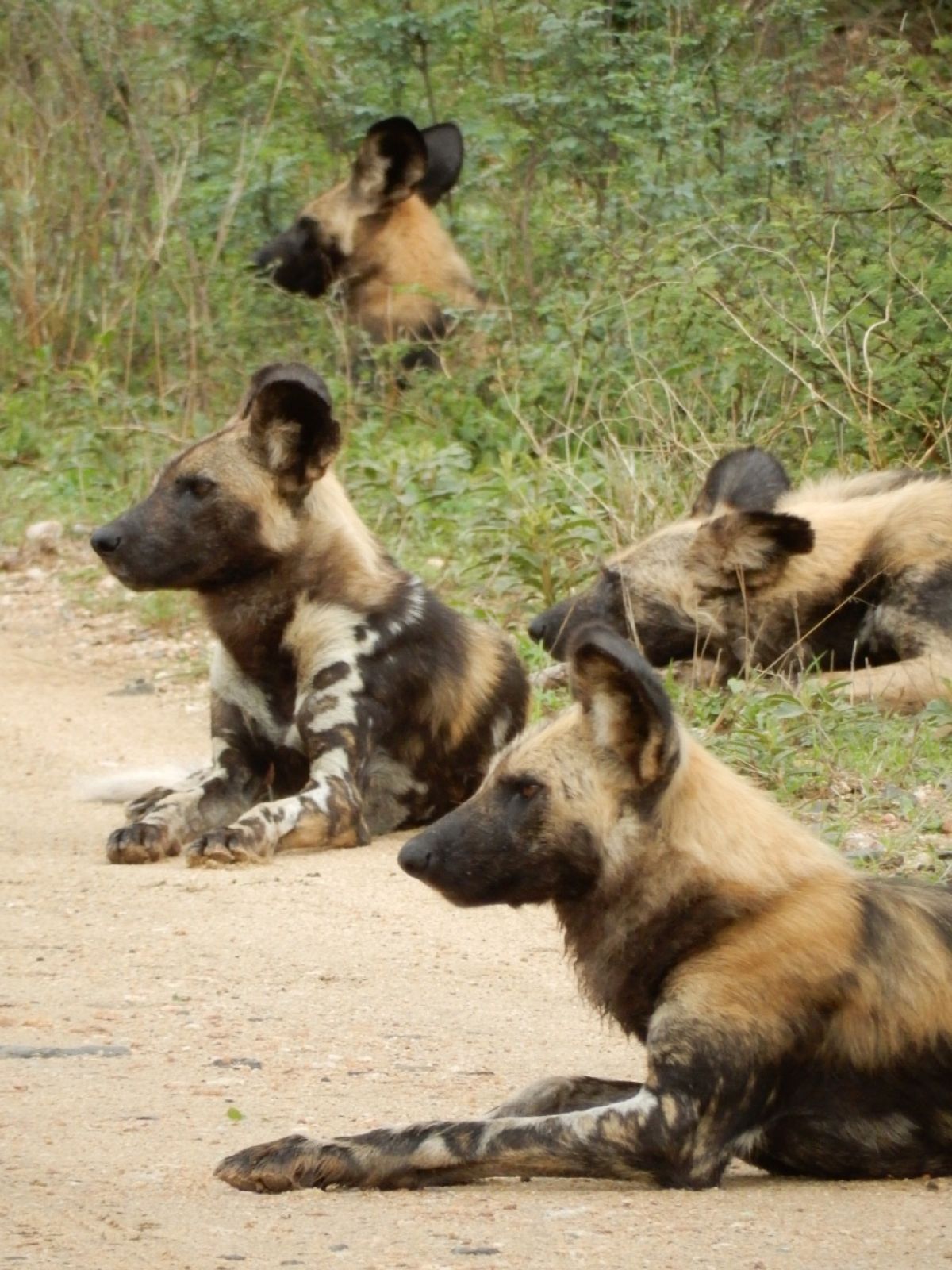 ヒョウ（レア）、チーター（レア）、キリン（もはやノラ猫レベル）、ワイルドド...