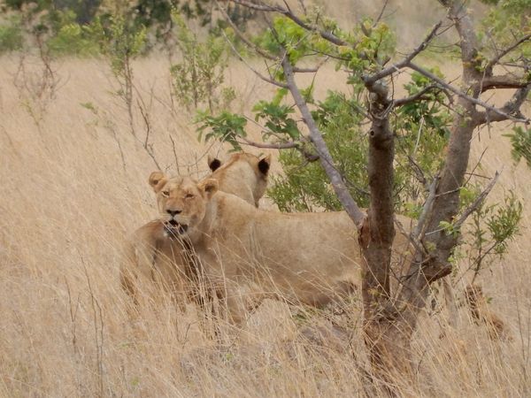 南アフリカ・Kruger National Park「Kruger National Park in South Africa」の写真：ライオン（レア）、シマウマ（あちこち）、...