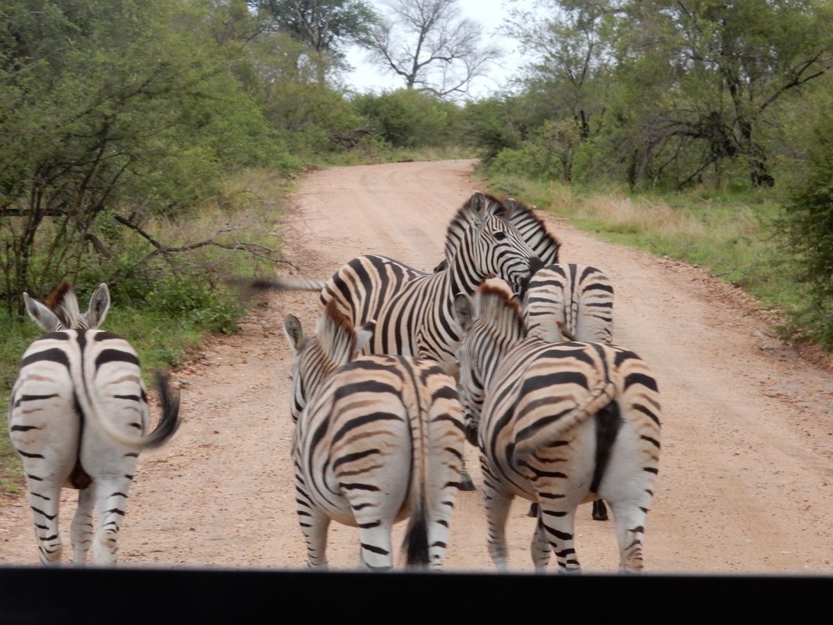 ライオン（レア）、シマウマ（あちこち）、ハイエナ、バッファロー