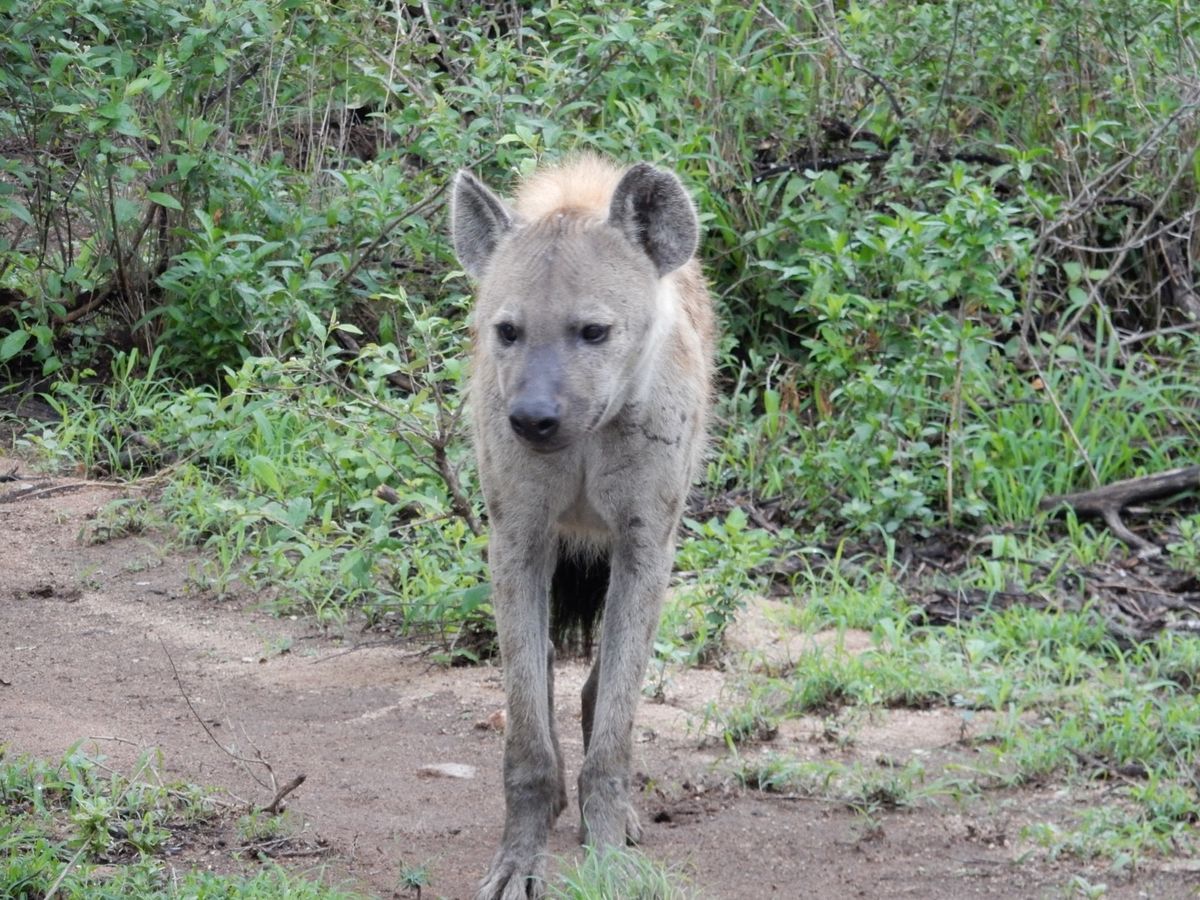 ライオン（レア）、シマウマ（あちこち）、ハイエナ、バッファロー