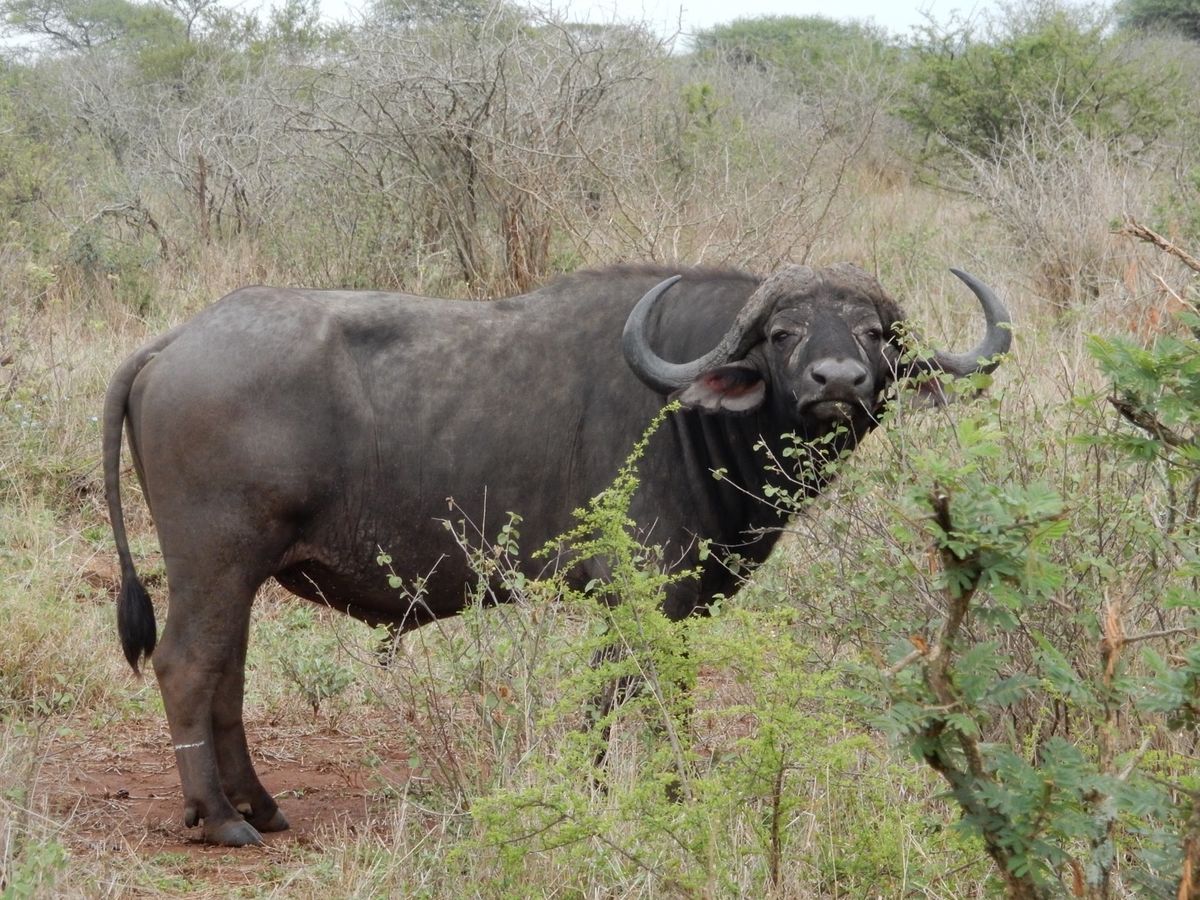 ライオン（レア）、シマウマ（あちこち）、ハイエナ、バッファロー