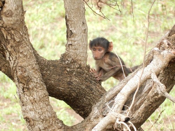 南アフリカ・Kruger National Park「Kruger National Park in South Africa」の写真：ベイビーサルが手を振ってる😍😍😍ゾウの日...