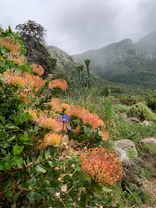 南アフリカ・capetown「Capetown」の写真：Hiking at the Table ...