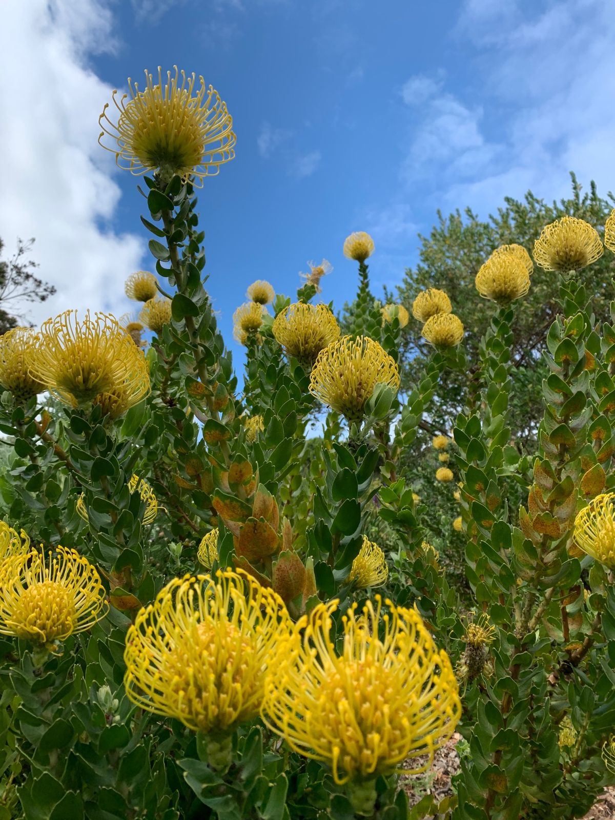 Hiking at the Table Mountain