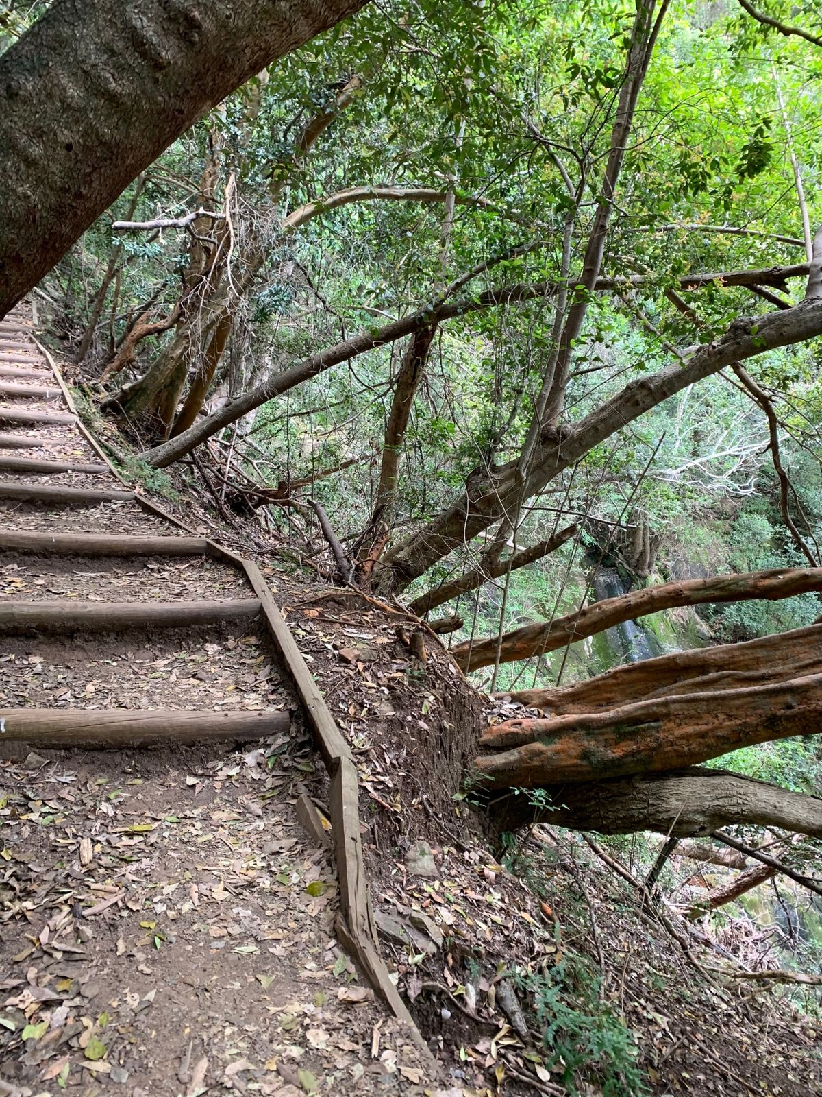 Hiking at the Table Mountain