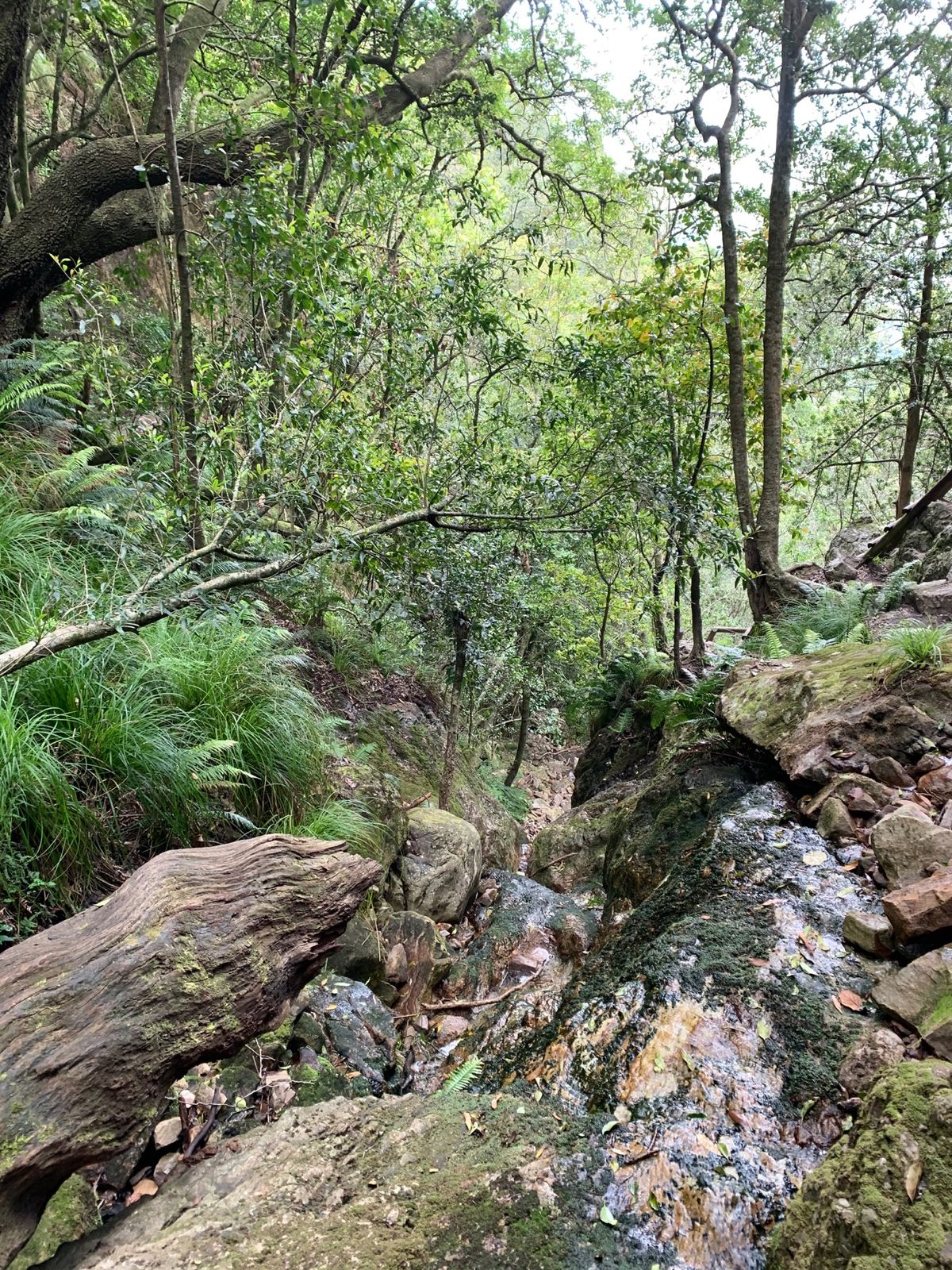 Hiking at the Table Mountain
