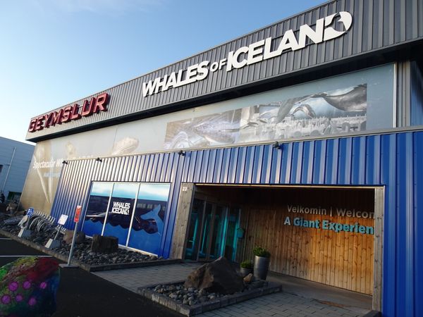 アイスランド「アイスランド」の写真：Whales of Iceland
クジ...