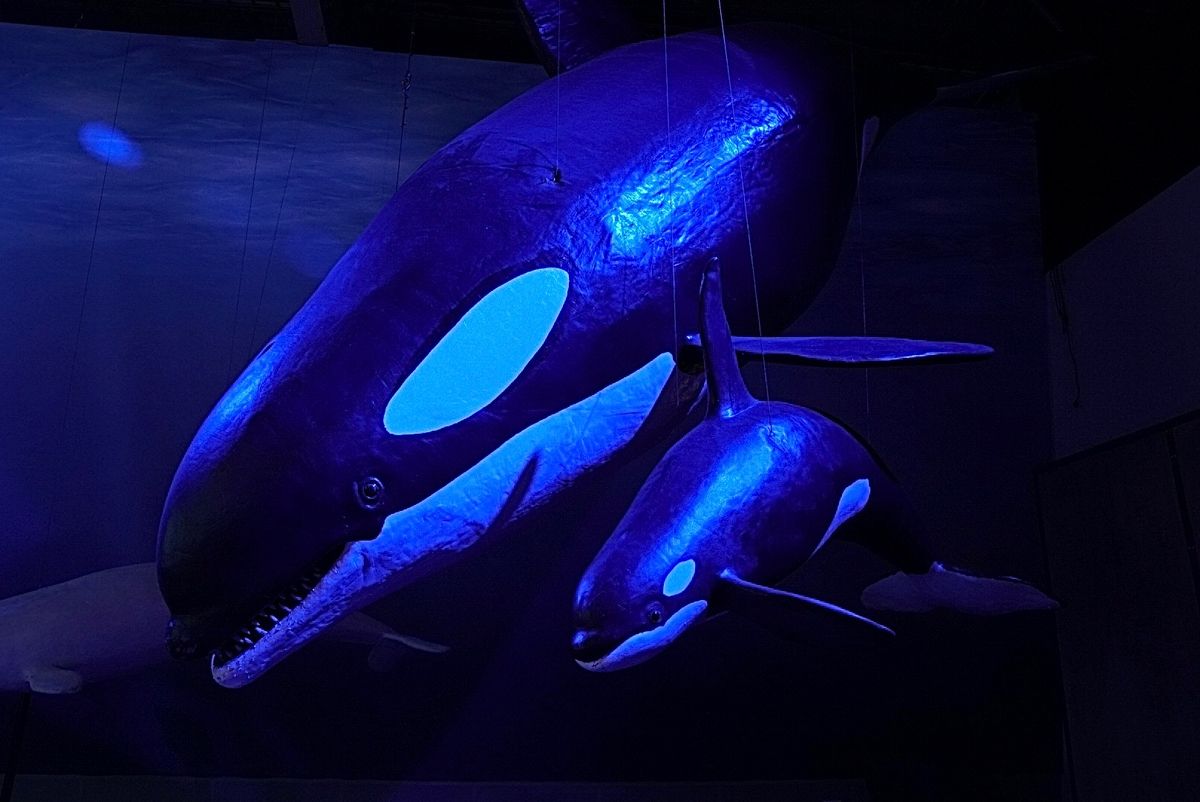 Whales of Iceland
クジラ博物館
普通の博物館と違って、原...