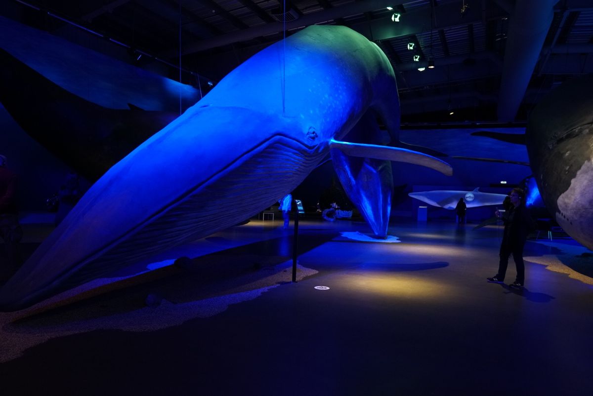 Whales of Iceland
クジラ博物館
普通の博物館と違って、原...