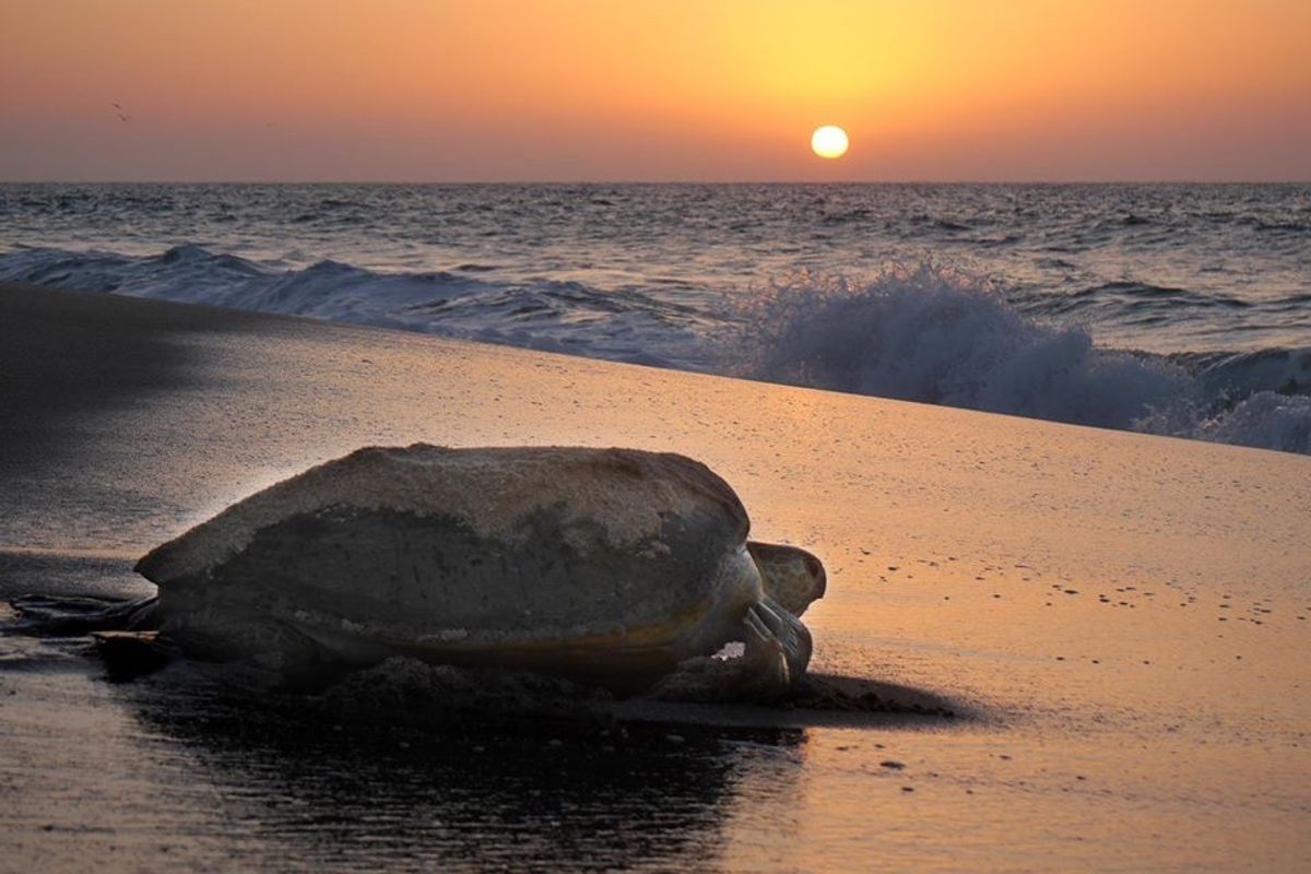 スールという町から少し行った場所に、ウミガメの保護区がある。
保護区内のホ...