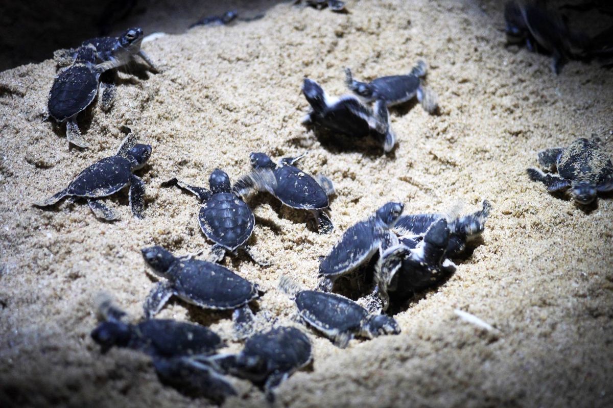 スールという町から少し行った場所に、ウミガメの保護区がある。
保護区内のホ...