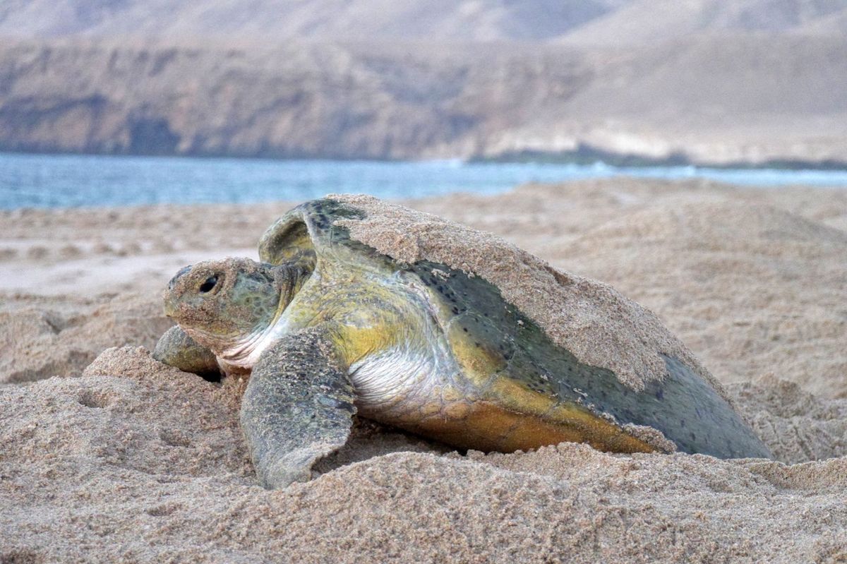 スールという町から少し行った場所に、ウミガメの保護区がある。
保護区内のホ...