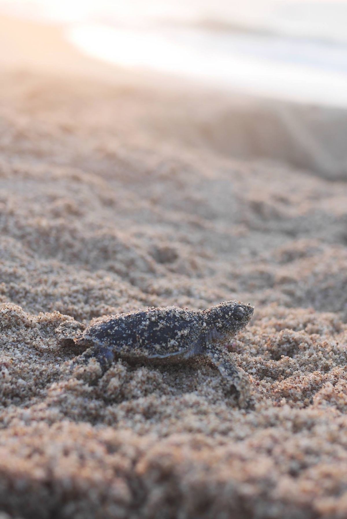 スールという町から少し行った場所に、ウミガメの保護区がある。
保護区内のホ...
