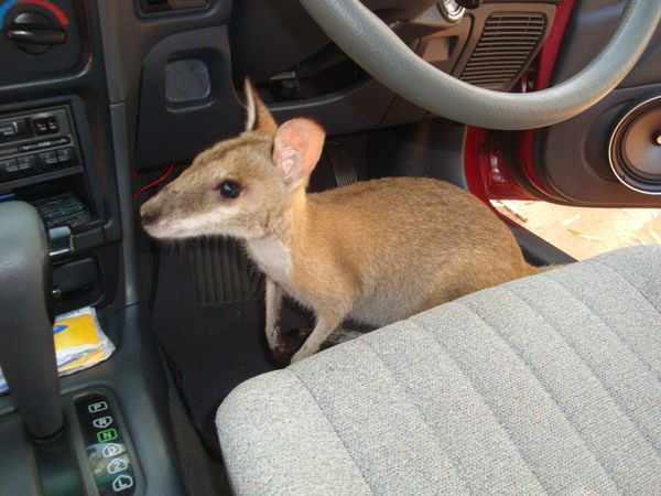 オーストラリア連邦・ゴールドコースト「ワーキングホリデーでオーストラリアへ」の写真：wild animal
ワラビーが車に乗...