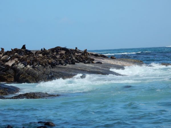 南アフリカ・capetown「Capetown」の写真