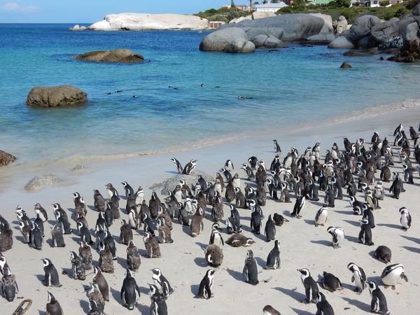 南アフリカ・capetown「Capetown」の写真