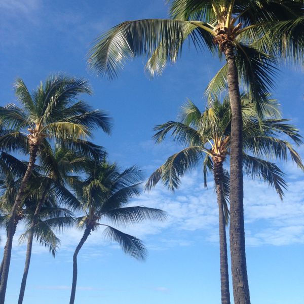 アメリカ(米国)・ホノルル「家族でホノルルマラソン」の写真：帰国の朝、息子Aは朝のお散歩へ。