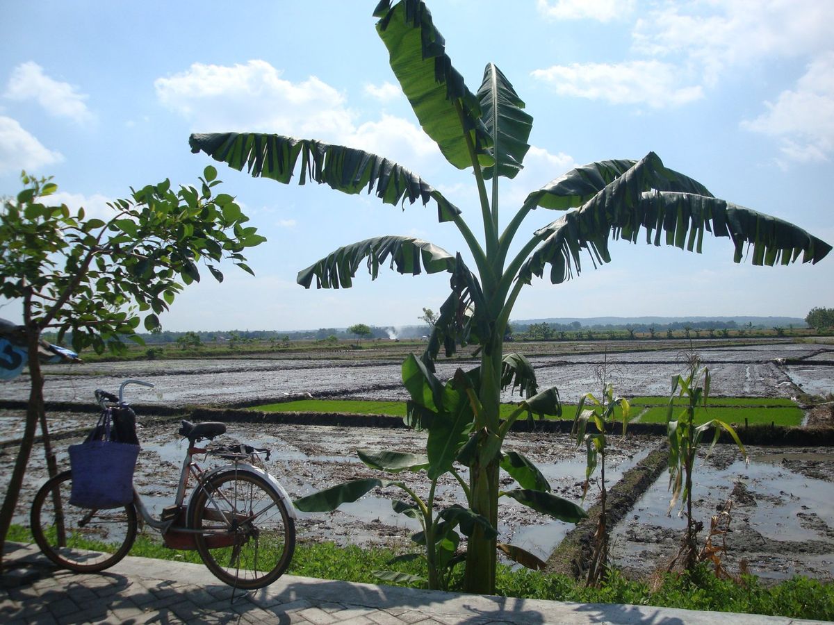ジョグジャカルタも2日ぐらいしかいられなかったけど、まあ都会だね。でもちょ...
