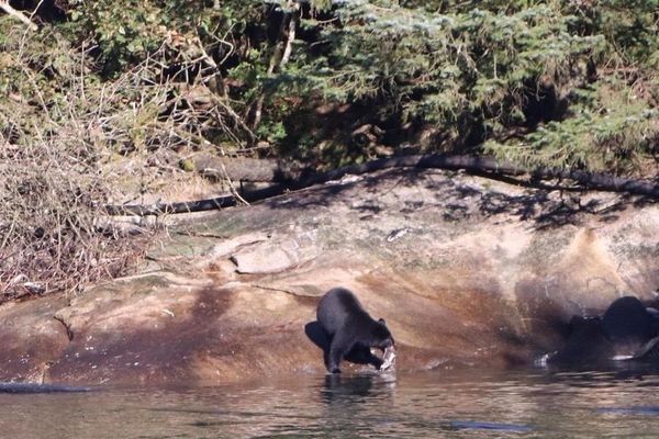 アメリカ(米国)・アラスカ「アラスカ フェアバンクス アンカレッジ」の写真