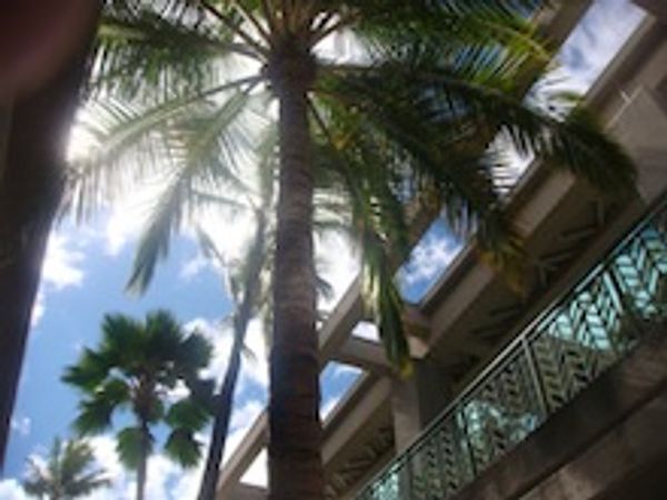 アメリカ(米国)・ホノルル「家族で初海外」の写真：空港でレンタカーを借りて、ハワイ初ドライブ。