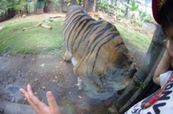 アメリカ(米国)・ホノルル「家族で初海外」の写真：ホノルルZOO
カメラマン気取りの息子...