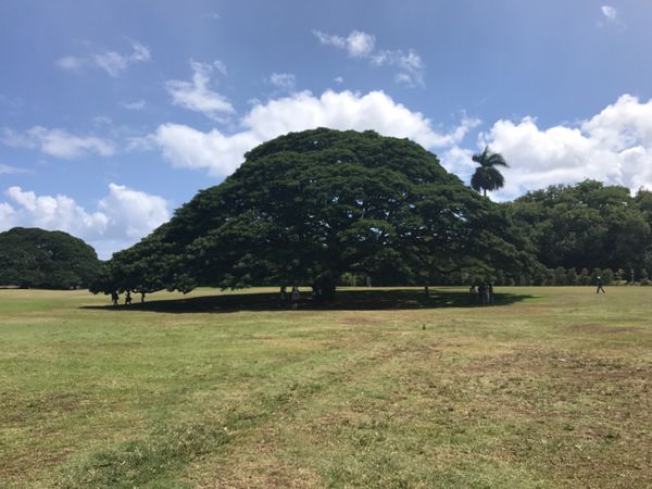 アメリカ(米国)・ホノルル「ハワイ旅行」の写真