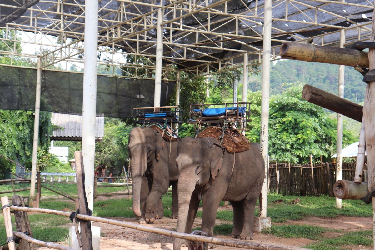 像の村に行って像に乗りました！
白いお寺・青いお寺はめっちゃきれい😍
アカ...