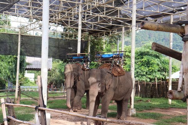 タイ・チェンライ「タイ・日本語インターンシップ」の写真：像の村に行って像に乗りました！
白いお寺...