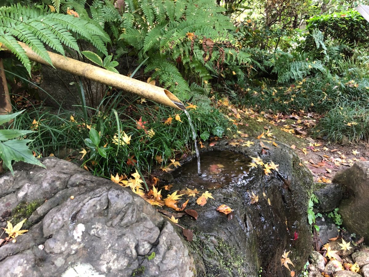 京都府立植物園。メジャーな神社仏閣とは異なり比較的人も少なくてゆっくりと紅...