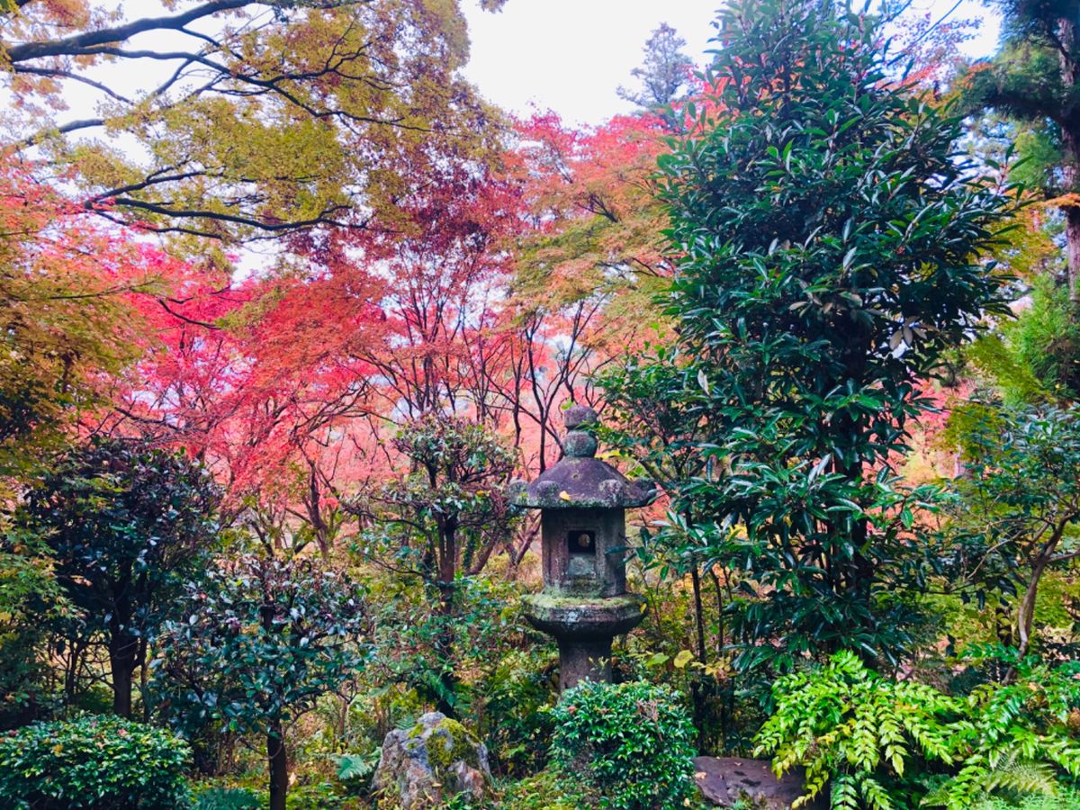 京都府立植物園。メジャーな神社仏閣とは異なり比較的人も少なくてゆっくりと紅...