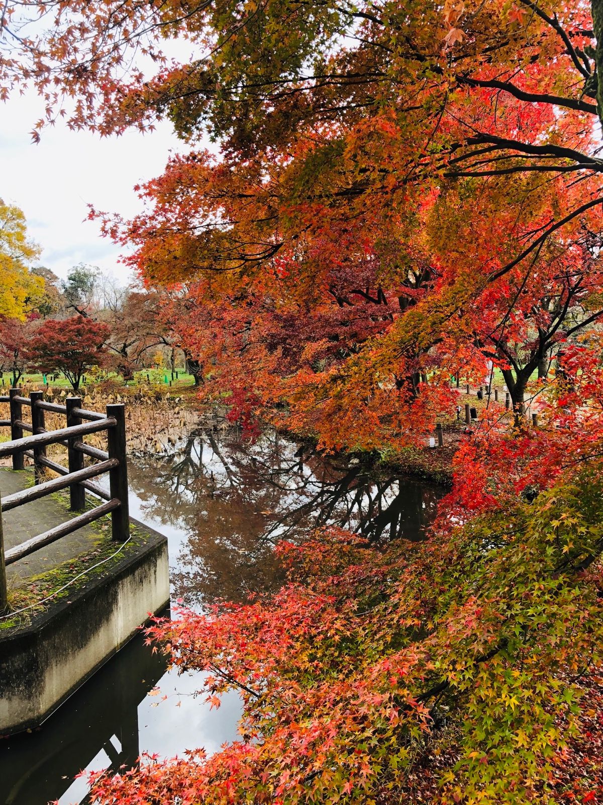 京都府立植物園。メジャーな神社仏閣とは異なり比較的人も少なくてゆっくりと紅...