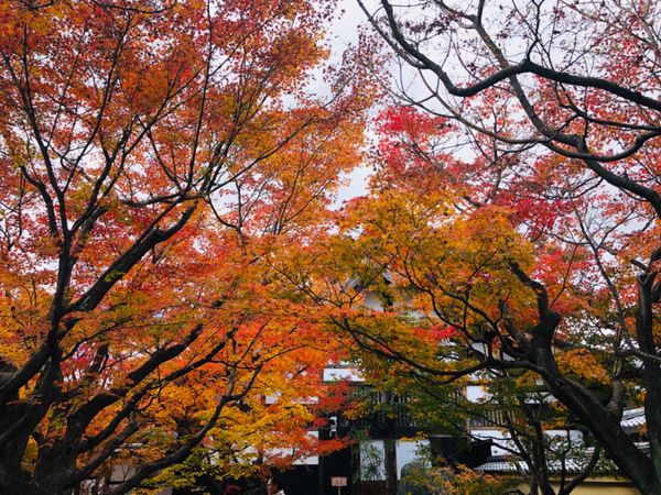 日本・京都府「京都紅葉狩り2019」の写真：秋の特別公開中の大徳寺黄梅院。中は撮影禁...