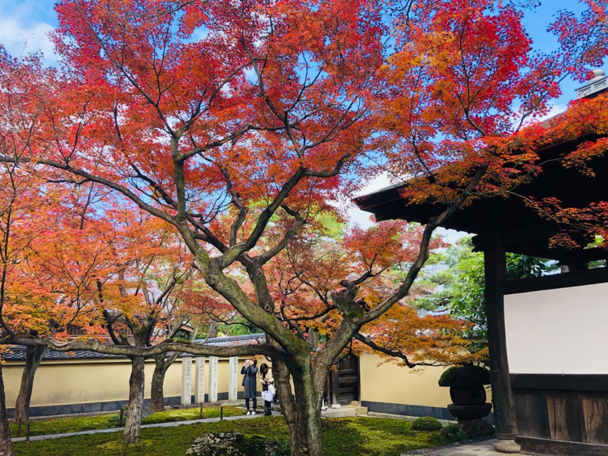 秋の特別公開中の大徳寺黄梅院。中は撮影禁止で写真が撮れるのは前庭のみ。庭の...