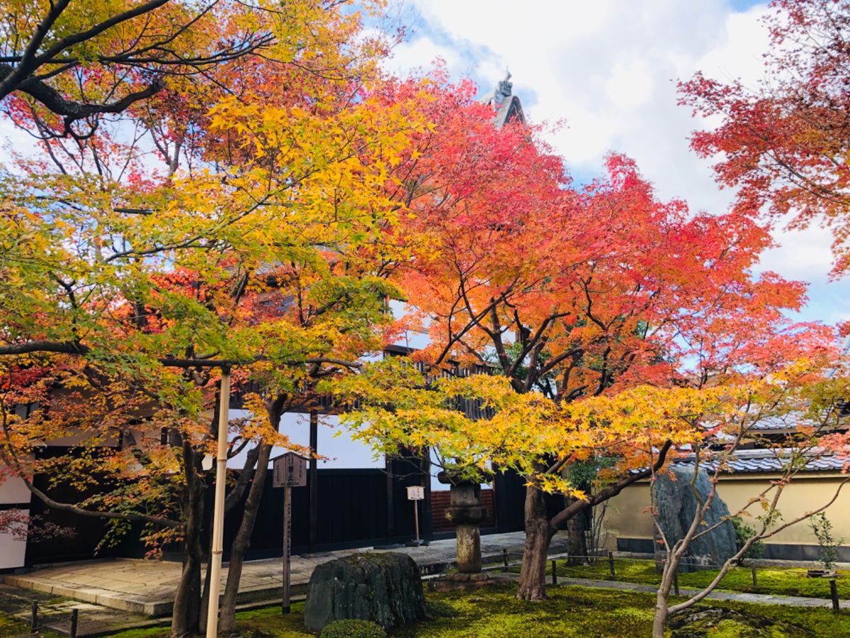 秋の特別公開中の大徳寺黄梅院。中は撮影禁止で写真が撮れるのは前庭のみ。庭の...