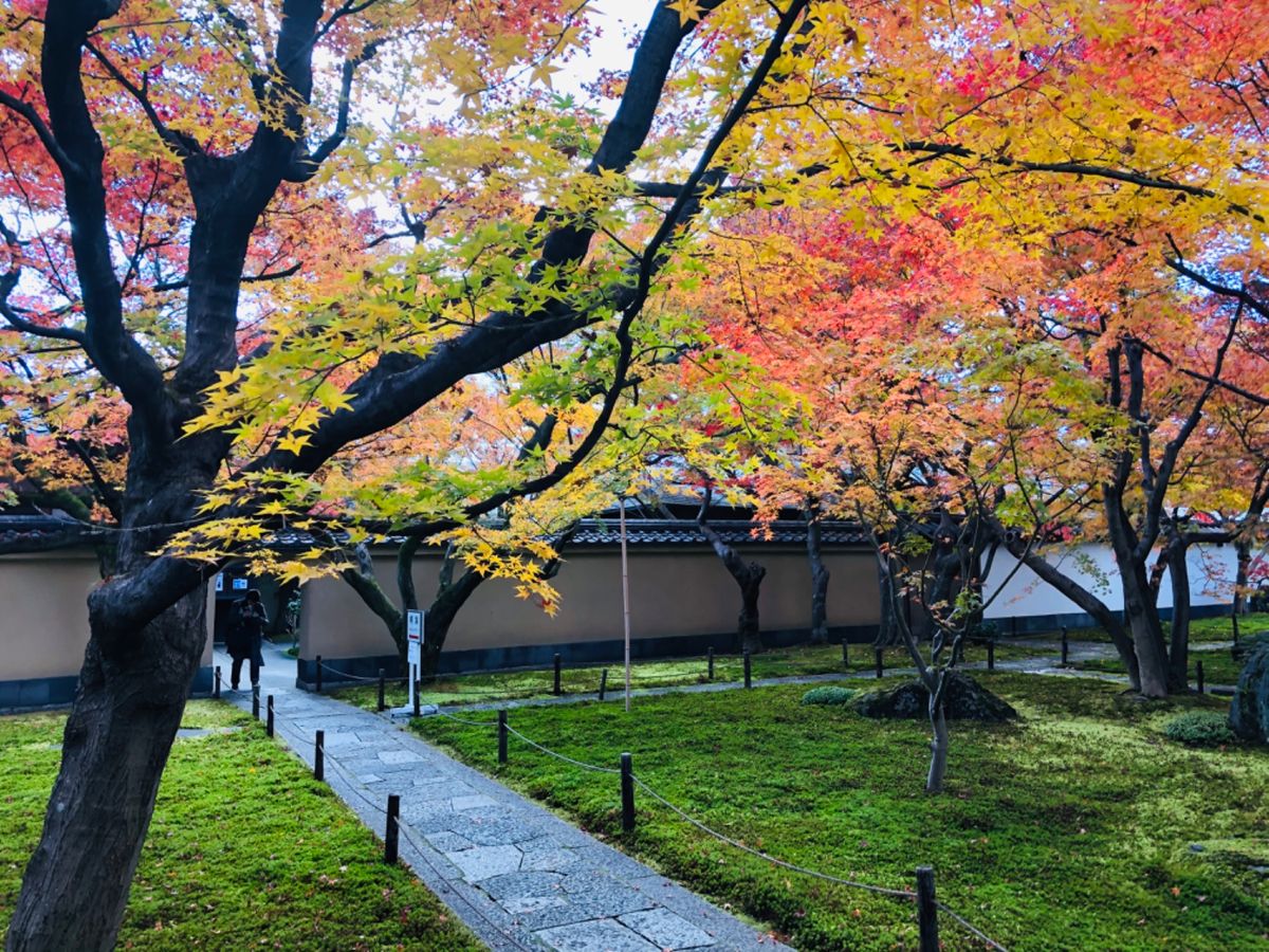 秋の特別公開中の大徳寺黄梅院。中は撮影禁止で写真が撮れるのは前庭のみ。庭の...