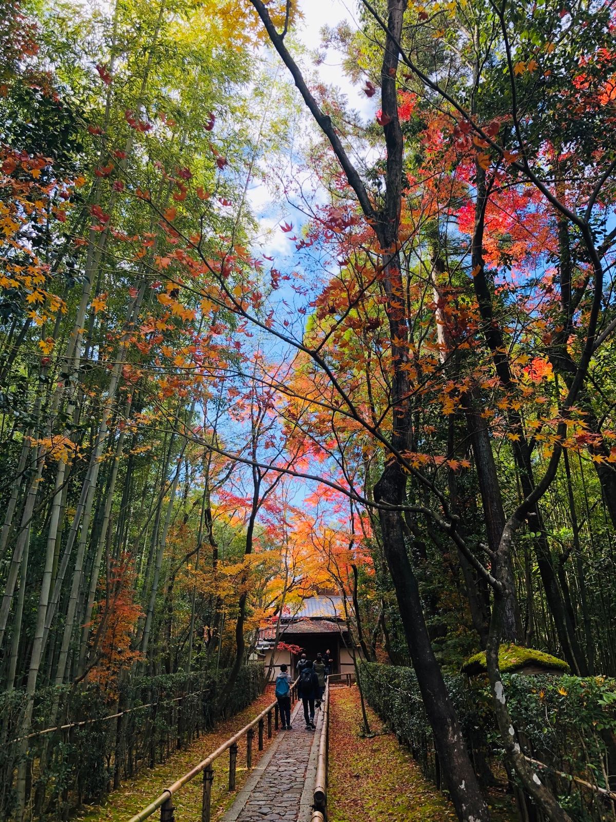 大徳寺高桐院。しばらく改修中でしたが、この秋から公開を再開したとの事。散り...