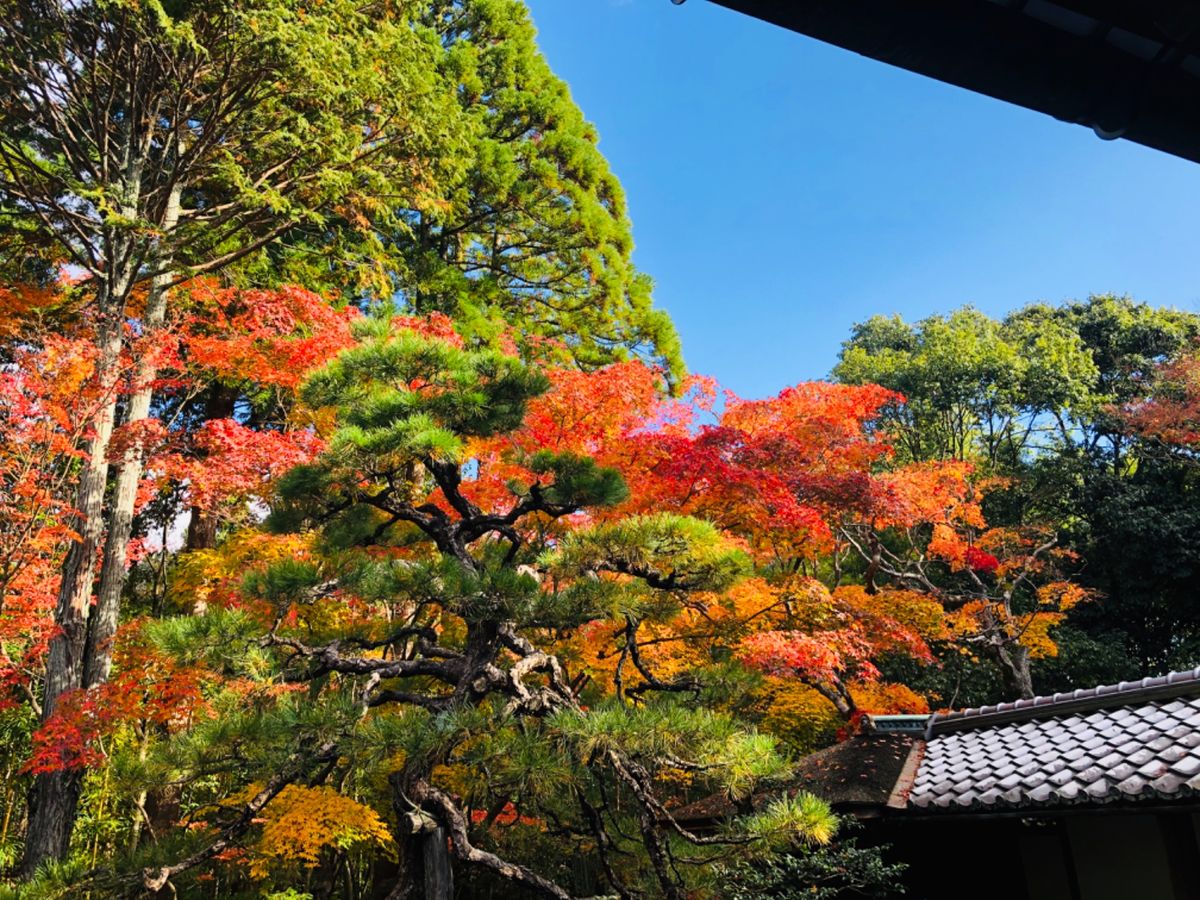 大徳寺高桐院。しばらく改修中でしたが、この秋から公開を再開したとの事。散り...