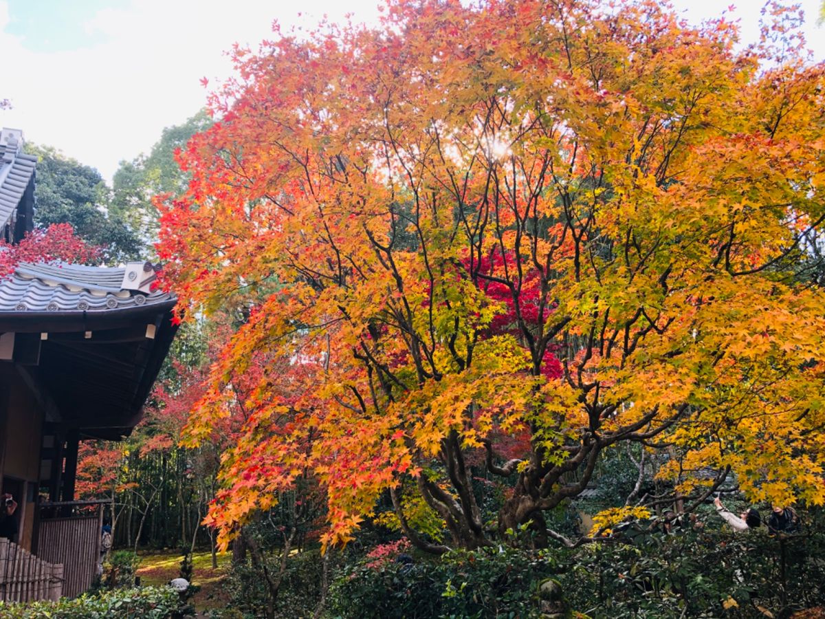 大徳寺高桐院。しばらく改修中でしたが、この秋から公開を再開したとの事。散り...