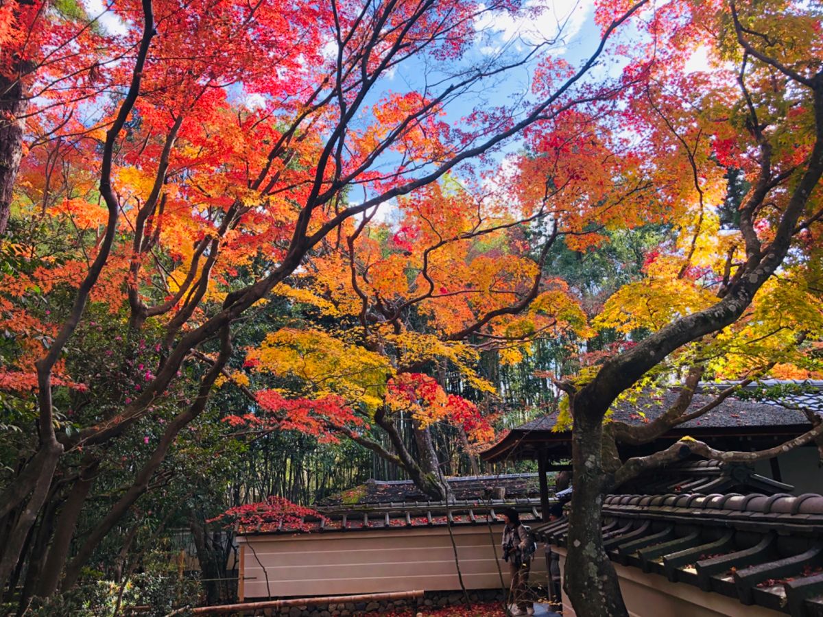 大徳寺高桐院。しばらく改修中でしたが、この秋から公開を再開したとの事。散り...