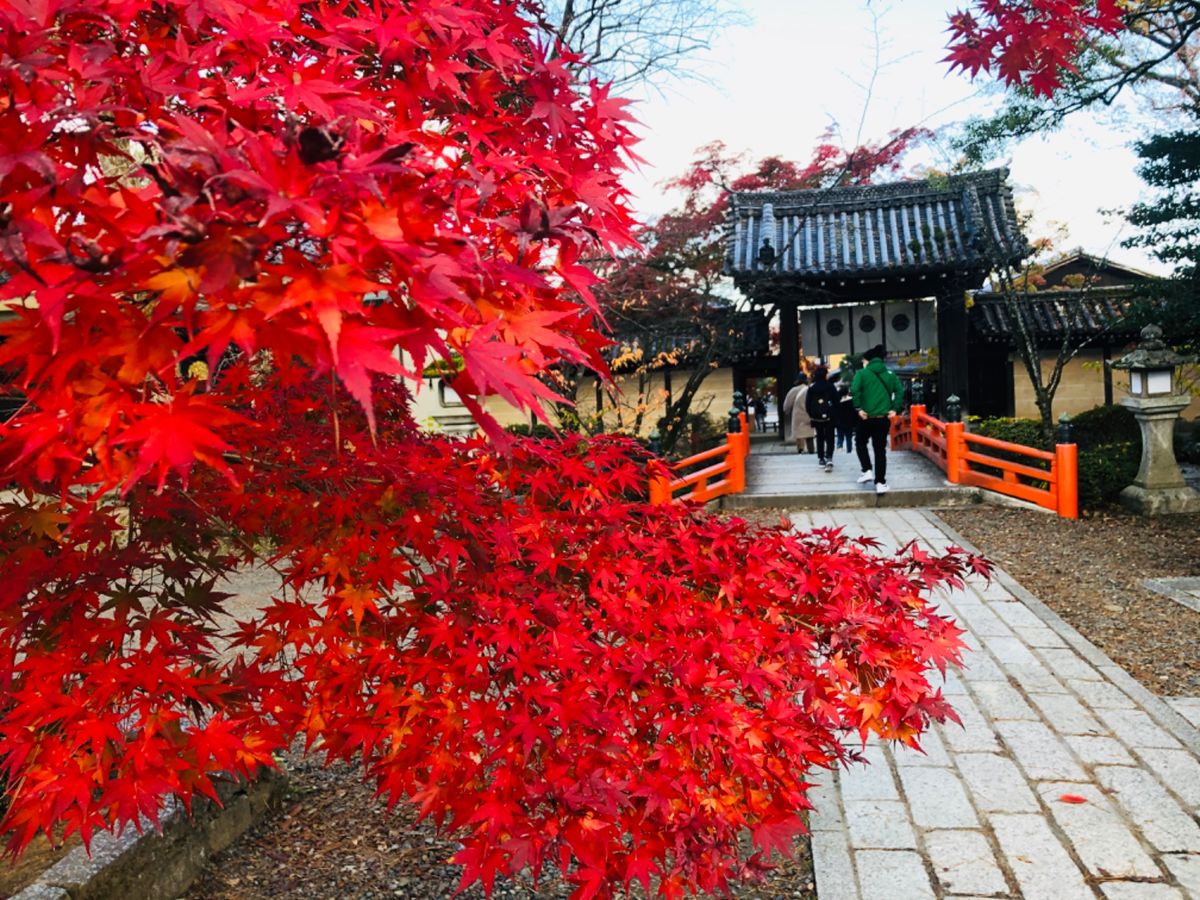 今宮神社。紅葉の名所ではないけれど、一本の紅葉が真っ赤に色付いていました。...