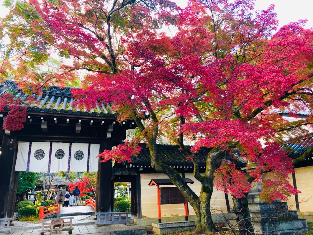 今宮神社。紅葉の名所ではないけれど、一本の紅葉が真っ赤に色付いていました。...