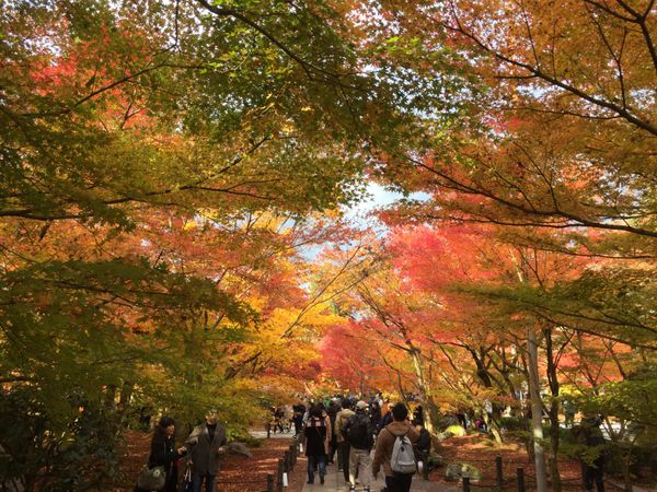 日本・京都府「京都紅葉の旅・2017」の写真：この時は南禅寺〜永観堂周辺を中心に散策。...
