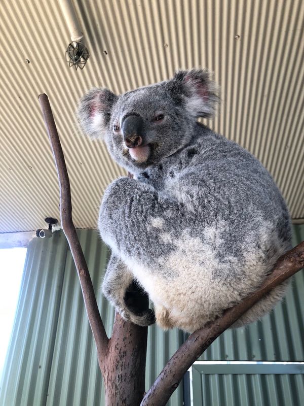 オーストラリア連邦・シドニー「オーストラリア」の写真