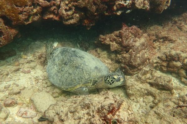 アメリカ(米国)「ハワイ」の写真