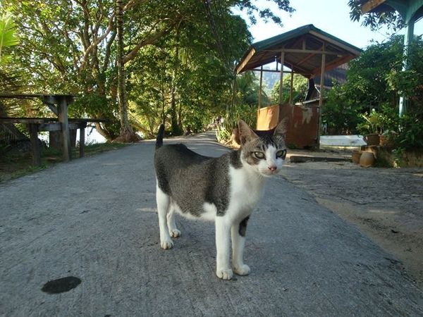 マレーシア・マラッカ「マレーシアをバスで北上の旅」の写真：ティオマン（Tioman）島。
免税があ...
