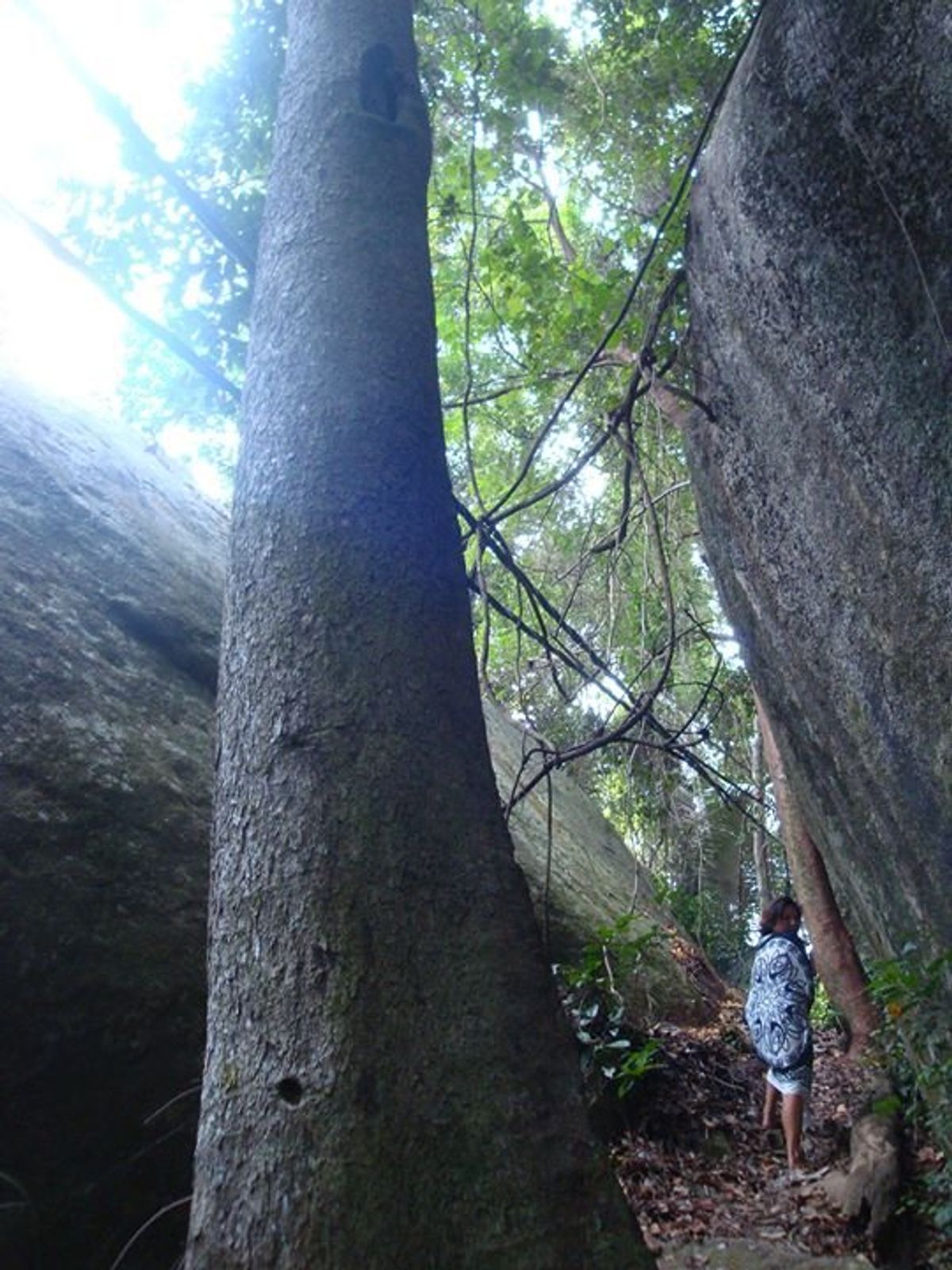 ティオマン（Tioman）島
当時は宿から隣街の免税店に行くのに、この森越...