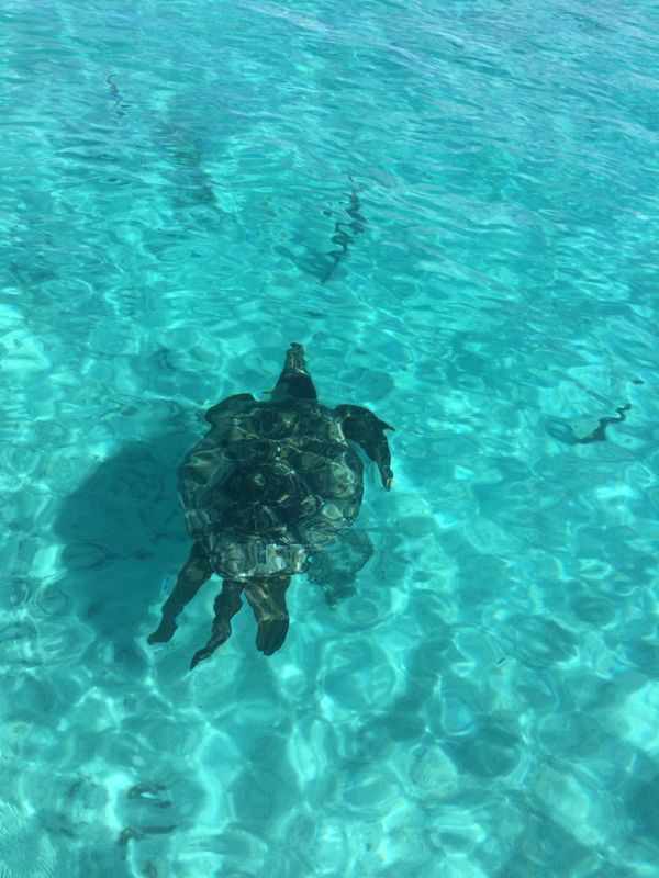 日本・与論島「与論島旅行」の写真：日本じゃないみたいな海でした！