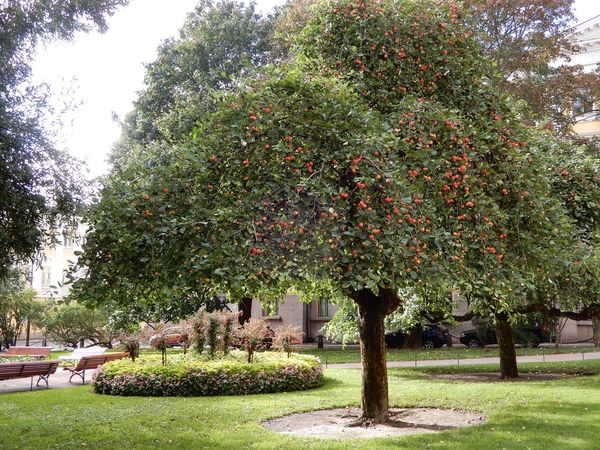 フィンランド・ヘルシンキ「フィンランド、エストニア」の写真